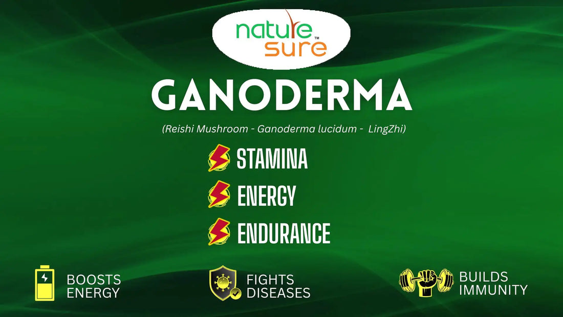 Blog: Ganoderma aka Reishi Mushroom helps supercharge your immune system - everteen-neud.com